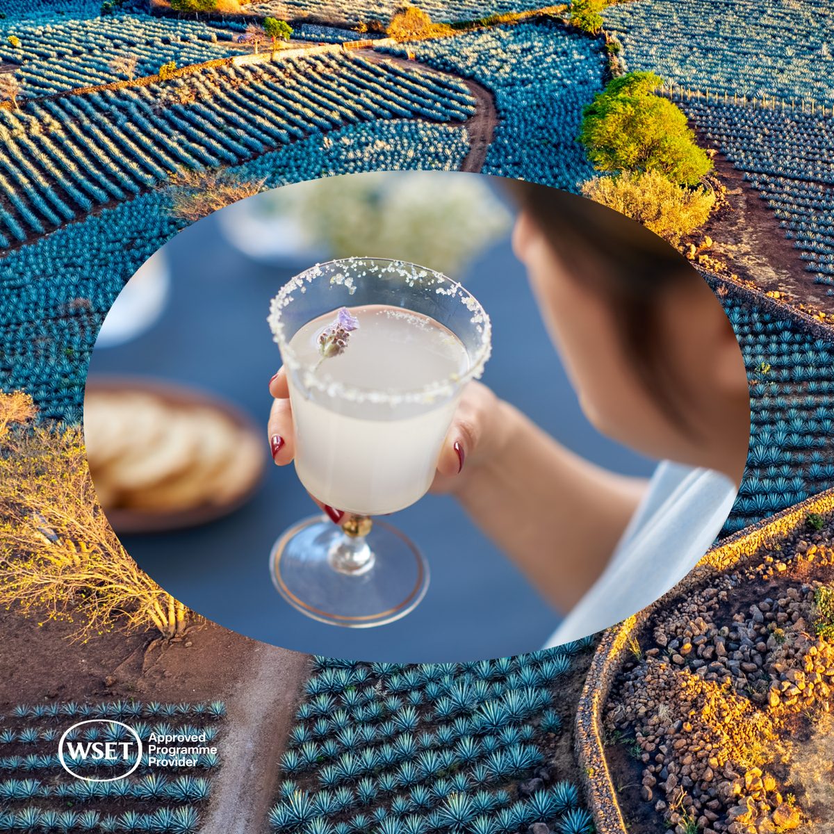 Salt-rimmed cocktail overlaid on an aerial view of blue agave fields