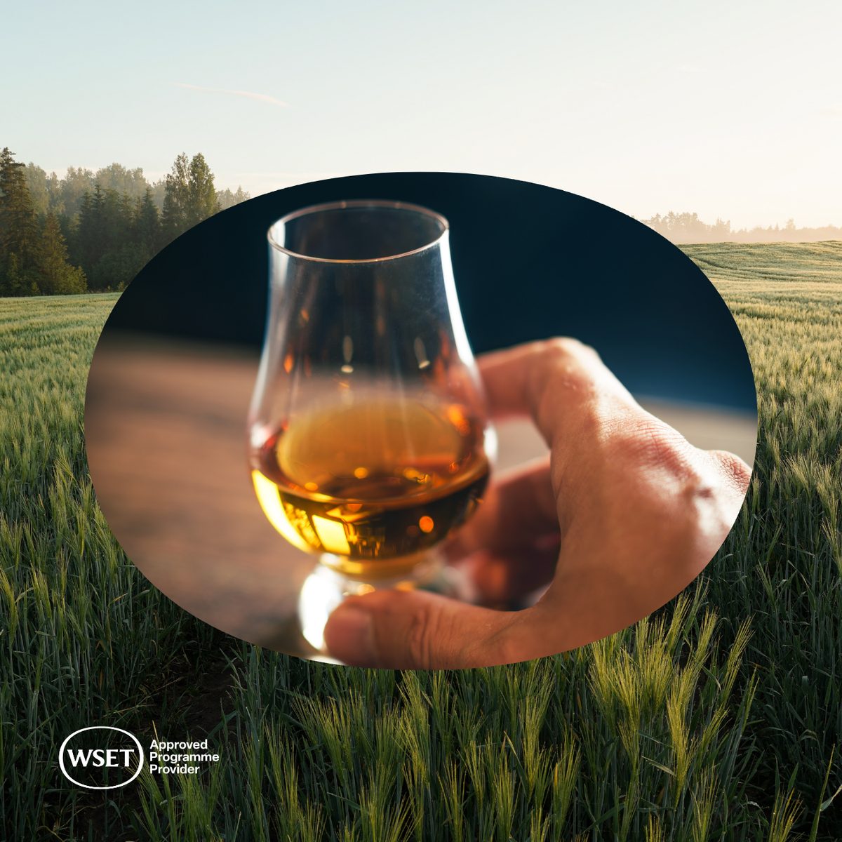 Hand holding a Glencairn glass of amber whiskey against a grain field backdrop